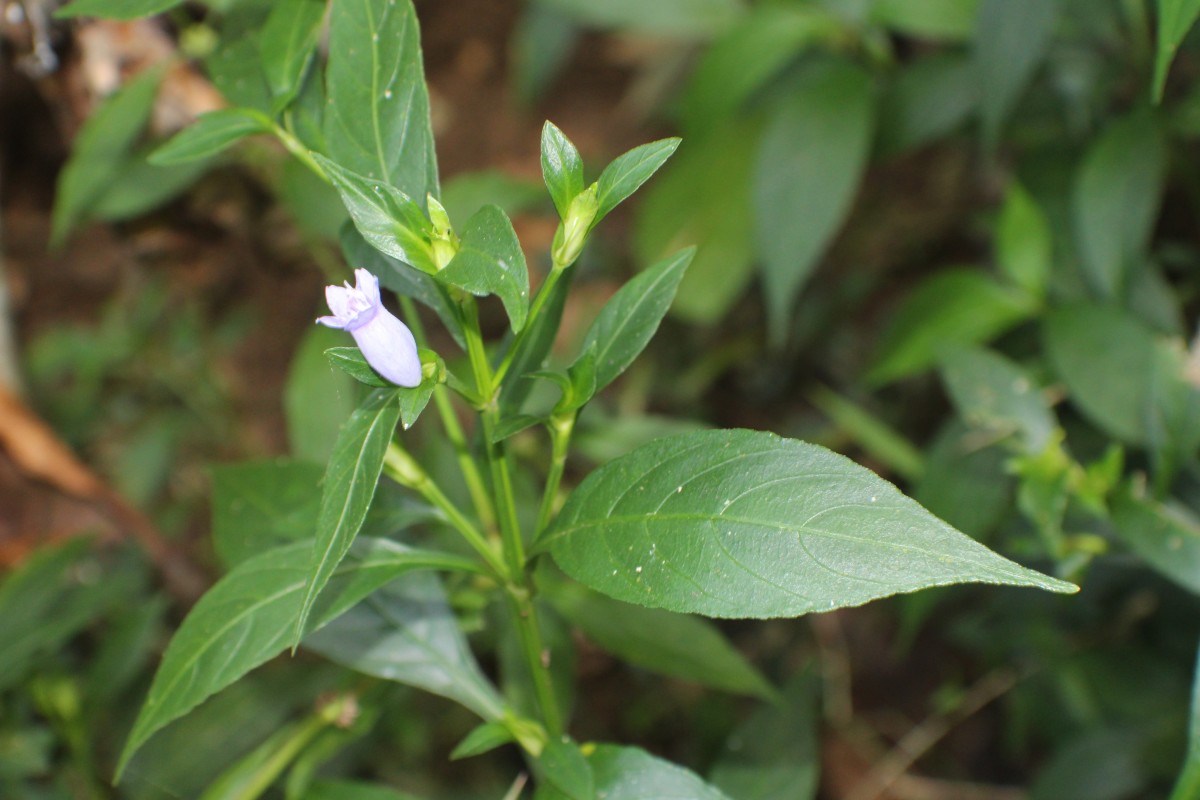 Strobilanthes adenophora Nees